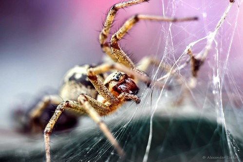 Фото виды пауков в россии фото